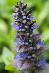 48x Ajuga reptans 'Catlin's Giant' - ↕10-25cm - Ø9cm