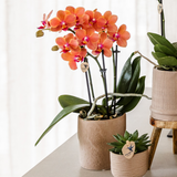Kolibri Orchids | Set van orchidee Bolzano en succulenten in keramieken sierpotten - potmaat Ø9cm & Ø6cm | bloeiende kamerplant - vers van de kweker