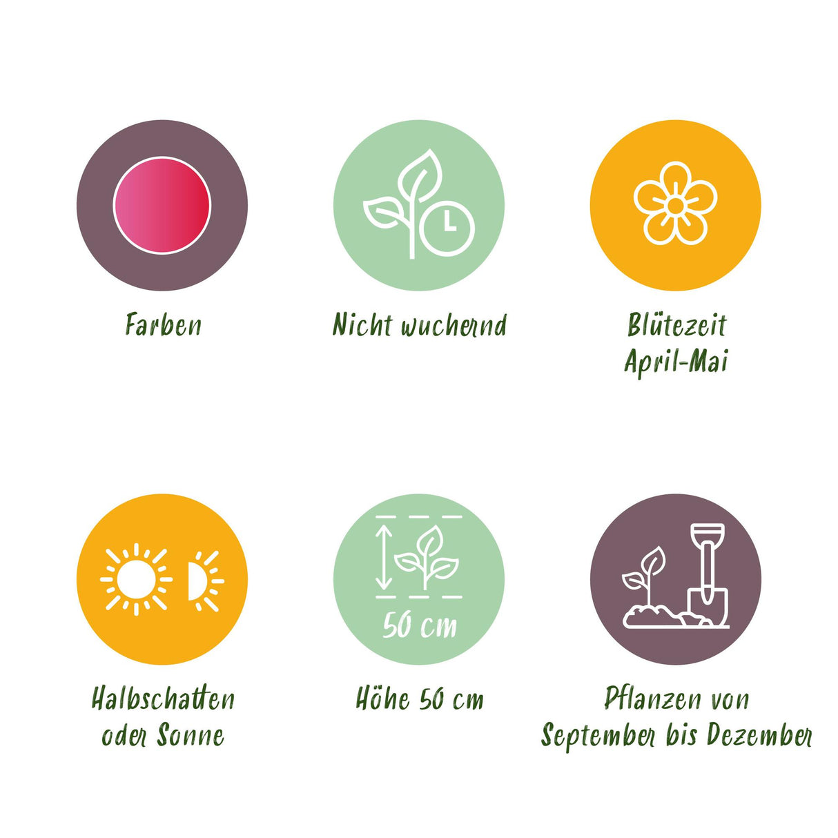 Green boutiQ - Bloembollen - Tulp Triumph Pink - Kleur Roze - 15 stuks - Bolmaat 11/12 - XXL Pack