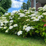 Hortensia / Hydrangea macrophylla Blue - Bloem Wit - 1 Plant - Bladverliezend - Weinig Onderhoud - Pot 17cm Hoogte 30cm