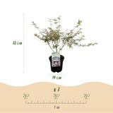 Japanse Esdoorn - Acer palmatum Iyoshi - Roze - x2 -  ↕70cm - Ø19cm