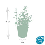 48x Nepeta 'Six Hills Giant' - ↕10-25cm - Ø9cm