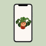 Pilea Peperomioides - Ø11cm - ↕15cm