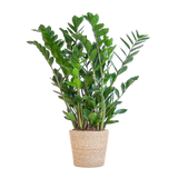 Zamioculcas Zamiifolia met Sofia mand naturel  - 80cm - Ø21