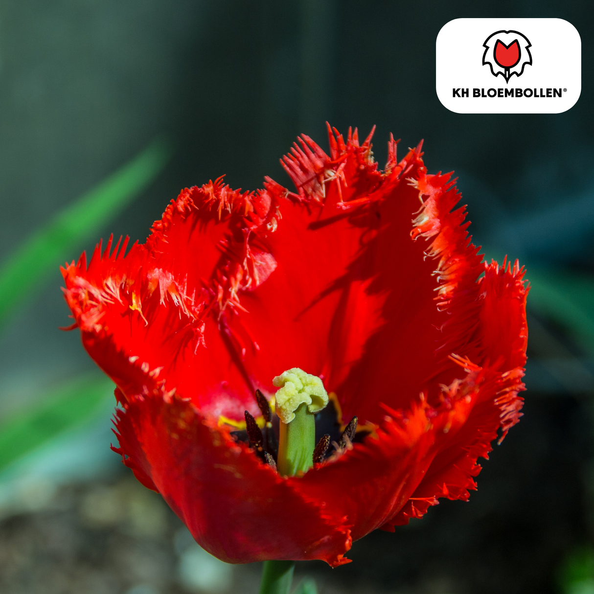 Tulpenbollen Masterpeace – 20 Stuks | KH Bloembollen® | Rode Tulp met Kartelrand – Stoer & Uniek – Voor Tuin of Pot – Maat 11/12 – Vers van de Teler
