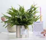 Nephrolepis Green Lady Gift "Breath" WITH GREETING CARD! - Ø12cm - ↕35cm