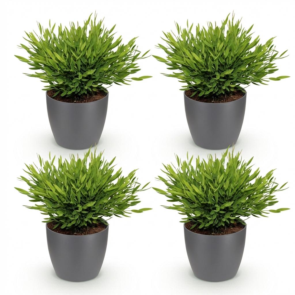 Bamusa Pogonatherum Monica - Bamboegras - Huisdiervriendelijke Plant - Groen - 4 Planten - met Potter Grijs - Pot 12cm - Hoogte 20cm