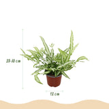 Pteris cretica Albolineata - Lintvaren - Huisdiervriendelijke Plant - Groen - 1 Plant - met Potter Wit - Pot 12cm - Hoogte 20cm