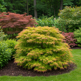 Green boutiQ - Terrasplant - Japanse Esdoorn - Acer palmatum Methamorphosa - Groen - 2 Planten - Bladverliezend - Pot 19cm Hoogte 70cm