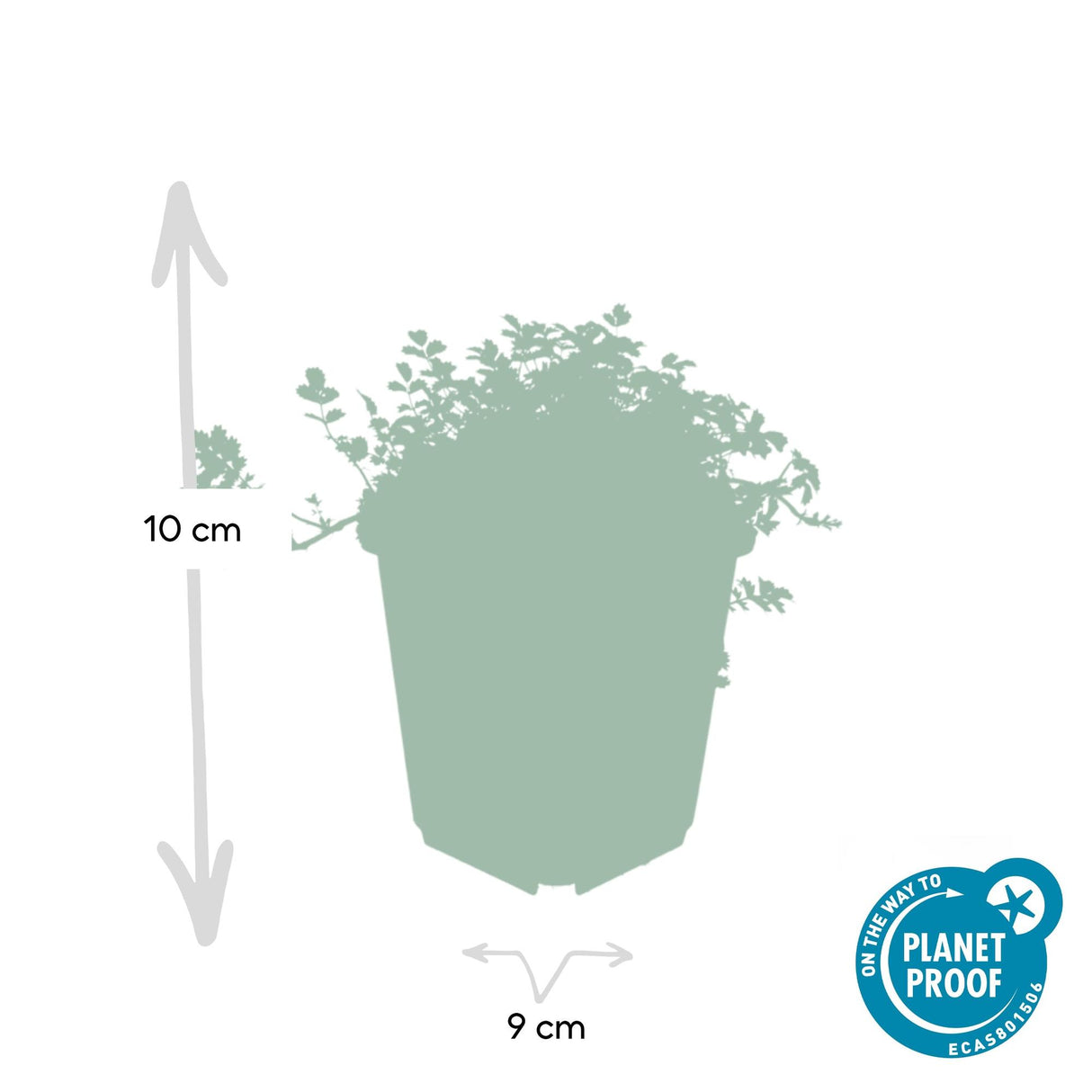 24 x Acaena microphylla 'Kupferteppich' - ↕10-25cm - Ø9cm