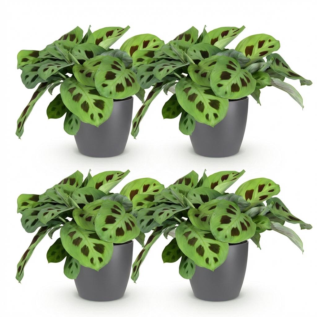 Maranta Fascinator Kerchoveana - Zebraplant - Huisdiervriendelijke Plant - Groen - 4 Planten - met Potter Grijs - Pot 12cm - Hoogte 25cm