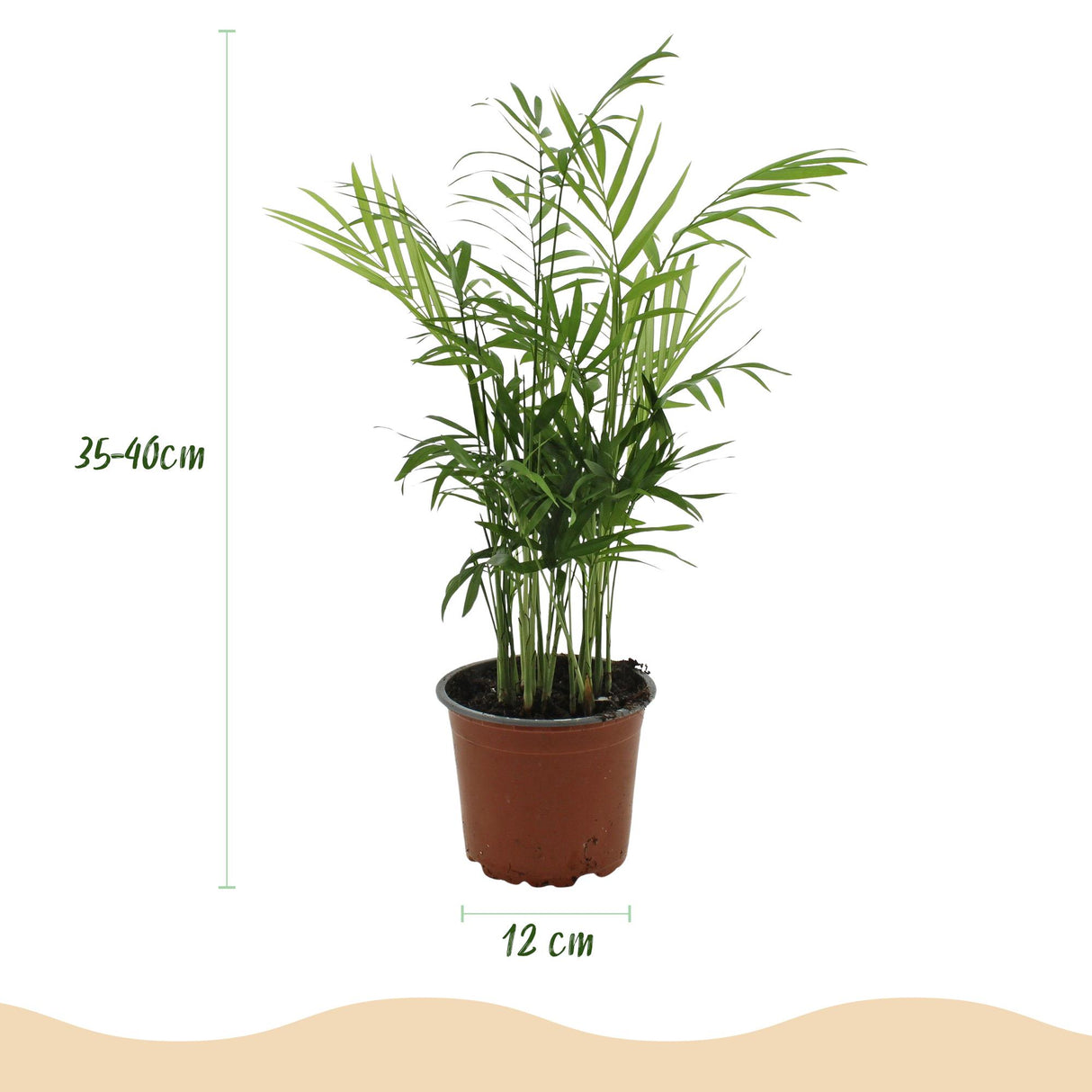 Chamaedorea elegans - Goudpalm - Huisdiervriendelijke Plant - Groen - 4 Planten - met Potter Grijs - Pot 12cm - Hoogte 15cm