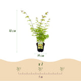 Green boutiQ - Terrasplant - Japanse Esdoorn - Acer palmatum Summergold - Geel - 2 Planten - Bladverliezend - Pot 19cm Hoogte 70cm