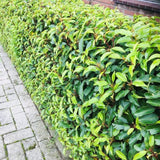 Haagplanten - Prunus lusitanica Angustifolia - blad groen - 6 planten - 1 strekkende meter - groenblijvend - pot 17cm hoogte 50cm