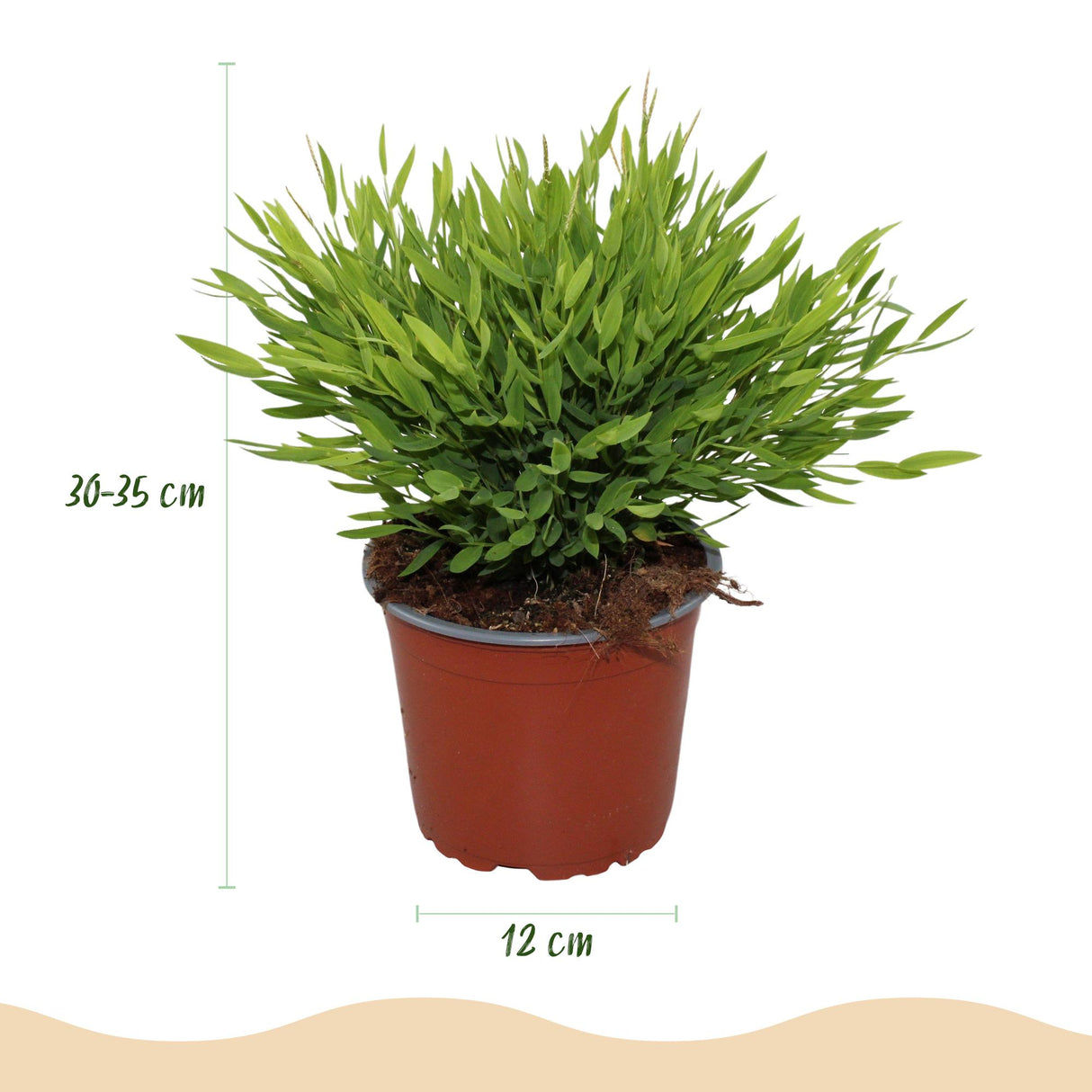 Bamusa Pogonatherum Monica - Bamboegras - Huisdiervriendelijke Plant - Groen - 4 Planten - met Potter Wit - Pot 12cm - Hoogte 20cm