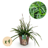 Siergrassen -  Carex morrowii Irish Green - Groen & Geel - 4 Planten - Bladhoudend - Weinig Onderhoud - Pot 17cm Hoogte 50cm
