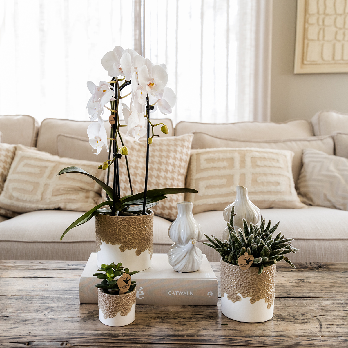 Plantenset Bloom Sand | Witte Niagara Falls orchidee 12cm + groene planten incl. Bloom Sand sierpotten