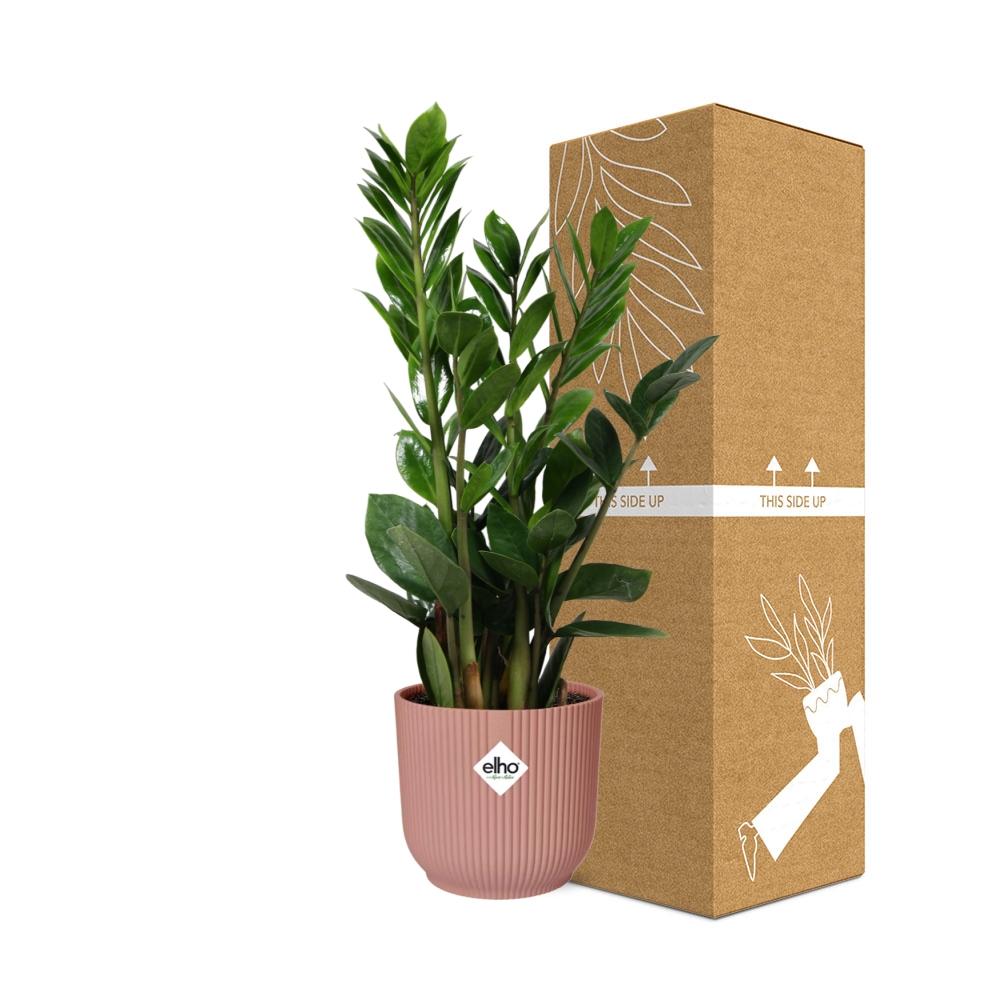 Zamioculcas – Höhe 45-50 in ELHO Vibes Fold 14cm rosa