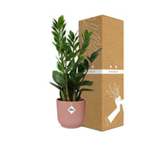 Zamioculcas – Höhe 45-50 in ELHO Vibes Fold 14cm rosa