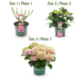 Hortensia - Hydrangea Magical Jewel Pink - Roze - 6-10 Bloemen - 2 Planten - Pot 23cm Hoogte 55cm