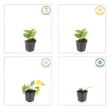 48x Zonnehoed / Rudbeckia fulgida 'Goldsturm' – ↕10cm – ⌀9 cm