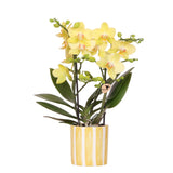 Kolibri Orchids | gele Phalaenopsis orchidee - Albenga + Painted Stripe pot yellow - potmaat Ø9cm | bloeiende kamerplant - vers van de kweker