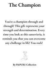 Sansevieria Gift "The Champion" WITH GREETING CARD! - Ø12cm - ↕30cm