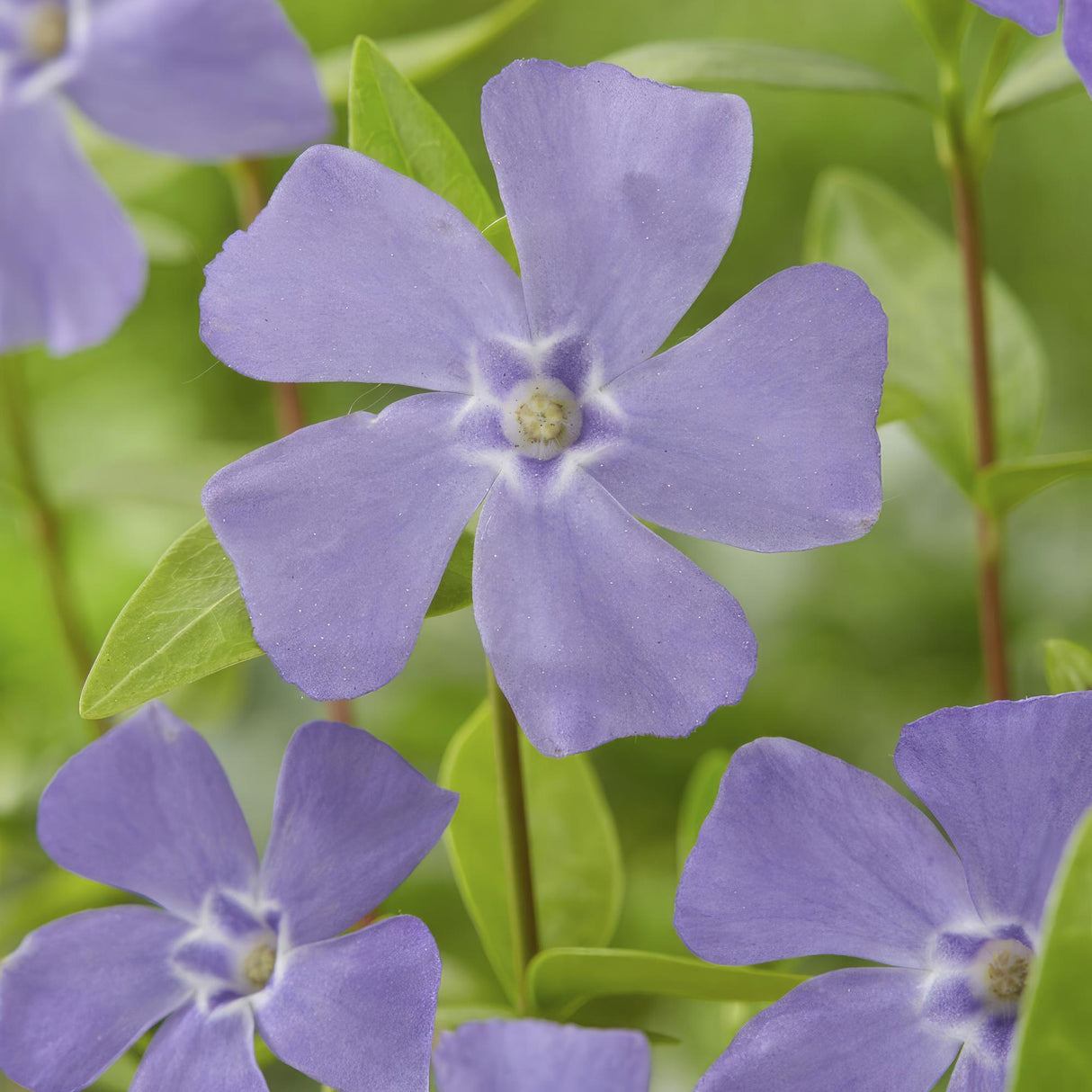 24x Vinca minor - ↕10-25cm - Ø9cm