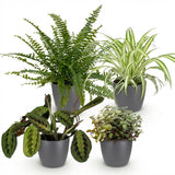 Chlorophytum - Maranta - Calissia - Nephrolepsis - Mix van 4 - Huisdiervriendelijke Planten - Groen - 4 Planten - met Potter Grijs - Pot 12cm - Hoogte 25cm