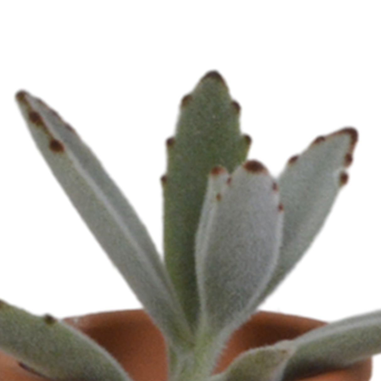 Vetplanten mix 5.5 cm - 5x - in terracotta pot