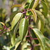 Green boutiQ - Haagplanten - Prunus lusitanica Angustifolia - blad groen - 8 planten - 1 strekkende meter - groenblijvend - pot 9cm hoogte 30-35cm