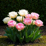 Green boutiQ - Bulbes de fleurs - Tulipe Double Sensation - Couleur Blanc et Rose - 12 pièces - Taille du bulbe 11/12 - Pack XXL