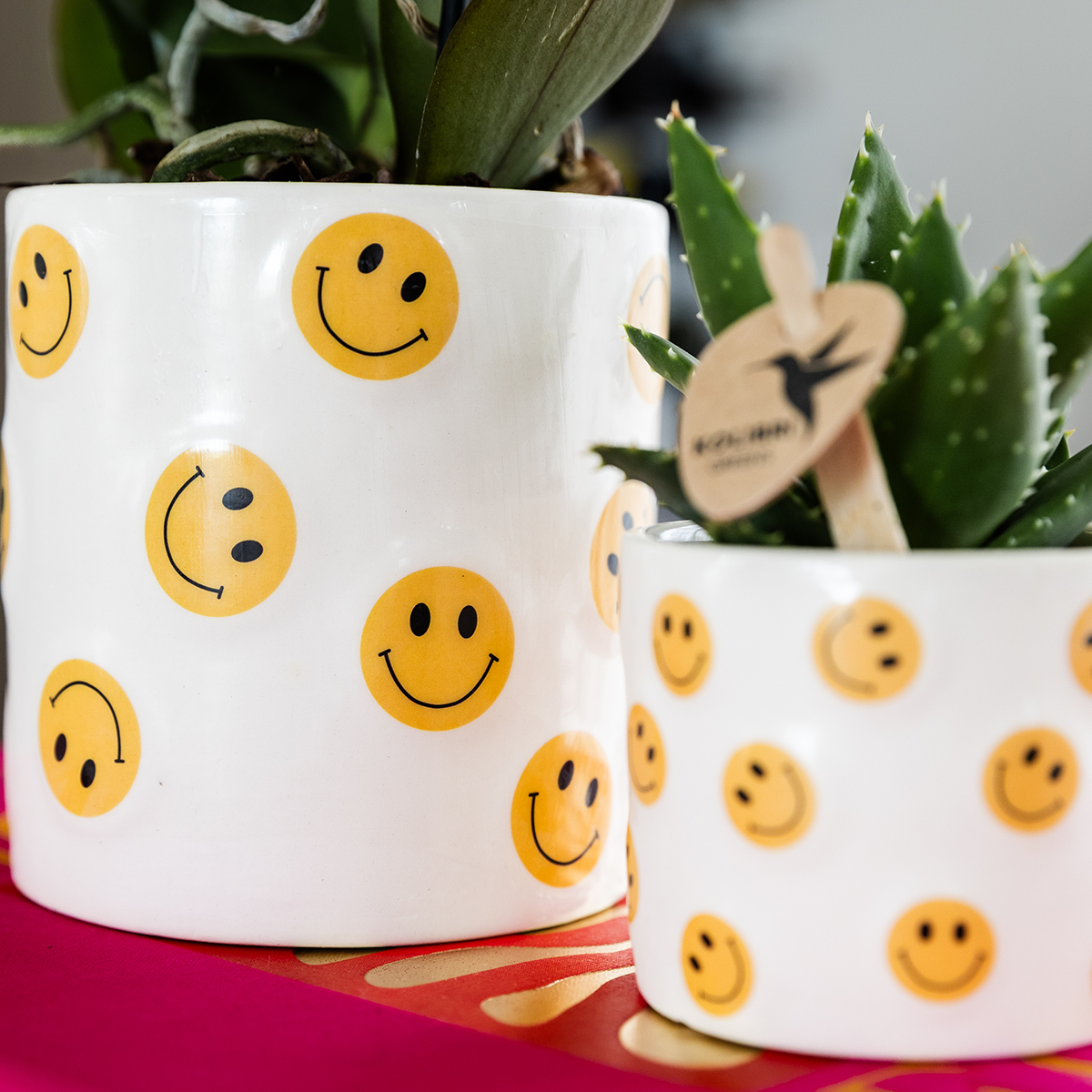 Plantenset Smiley | Gele Phalaenopsis Orchidee Albenga Ø9cm en Succulent incl. keramieken sierpotten