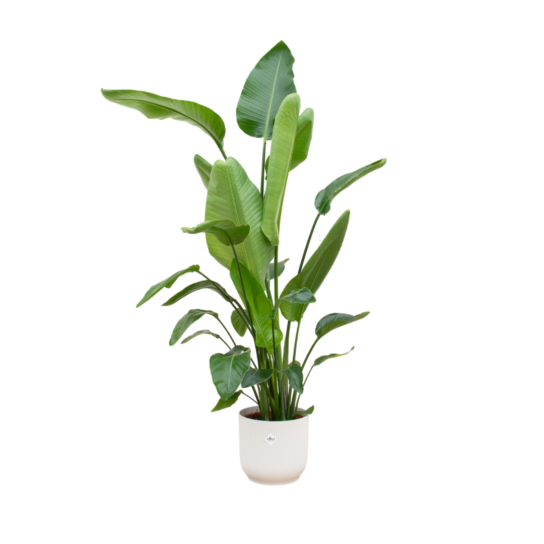 Strelitzia Nicolai + Pot Wit - ↕180cm - Ø30cm