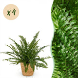 Nephrolepsis exaltata Green Lady - Varen - Huisdiervriendelijke Plant - Groen - 4 Planten - met Mand - Pot 12cm - Hoogte 25cm