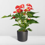 Flamingoplant / Anthurium – ↕55cm – ⌀17cm