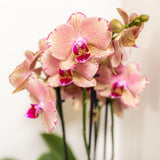 Orchideeën voordeel box - verrassingsbox met 4 verschillende orchideeën - ↕60cm - Ø12cm