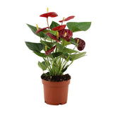 Flamingoplant / Anthurium – ↕36cm – ⌀12cm