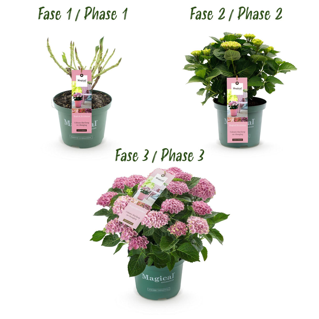 Hortensia - Hydrangea Magical Revolution Pink - Pink - 6-10 Bloemen - 2 Planten - Pot 23cm Hoogte 55cm