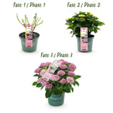 Hortensia - Hydrangea Magical Revolution Pink - Pink - 6-10 Bloemen - 2 Planten - Pot 23cm Hoogte 55cm