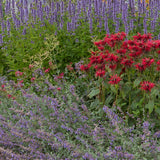 Borderpakket - Geurend - 24 Vaste planten - 3 m2 - Diversen kleuren - Weinig Onderhoud - Pot 11cm