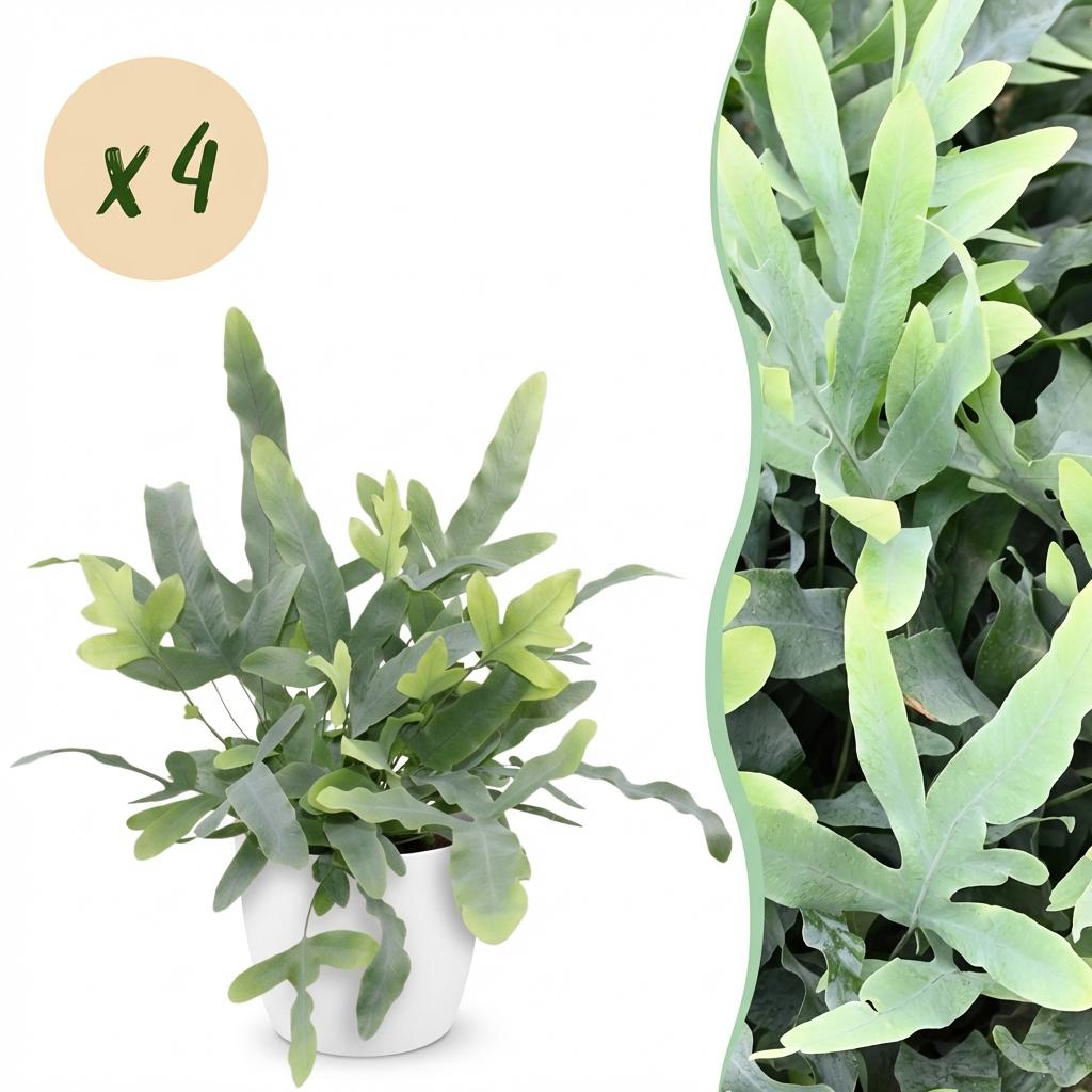Phlebodium aureum Blue Star - Blauwe Varen - Huisdiervriendelijke Plant - Blauw - 4 Planten - met Potter Wit - Pot 12cm - Hoogte 25cm