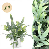 Phlebodium aureum Blue Star - Blauwe Varen - Huisdiervriendelijke Plant - Blauw - 4 Planten - met Potter Wit - Pot 12cm - Hoogte 25cm
