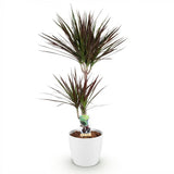 Dracaena Magenta - Drakenbloedboom - Weinig onderhoud - Groen - 1 Plant - met Potter Wit - Pot 21cm - Hoogte 90-100cm