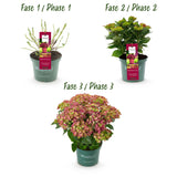 Hortensia / Hydrangea Magical Teusday & Saphire - Rood - 6-10 Bloemen - Pot 23cm Hoogte 55cm
