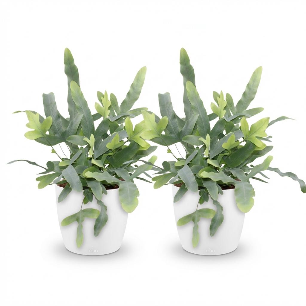 Phlebodium aureum Blue Star - Blauwe Varen - Huisdiervriendelijke Plant - Blauw - 2 Planten - met Potter Wit - Pot 12cm - Hoogte 25cm