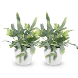 Phlebodium aureum Blue Star - Blauwe Varen - Huisdiervriendelijke Plant - Blauw - 2 Planten - met Potter Wit - Pot 12cm - Hoogte 25cm
