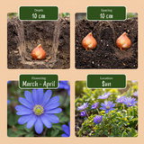 1000x Bulb Garden Blue - Blauwe bollentuinmix - Diversen - Zomerbloeier - Bolmaat 10/12