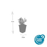 48x Aster (D) 'Prof. Anton Kippenberg'  - ↕10-25cm - Ø9cm