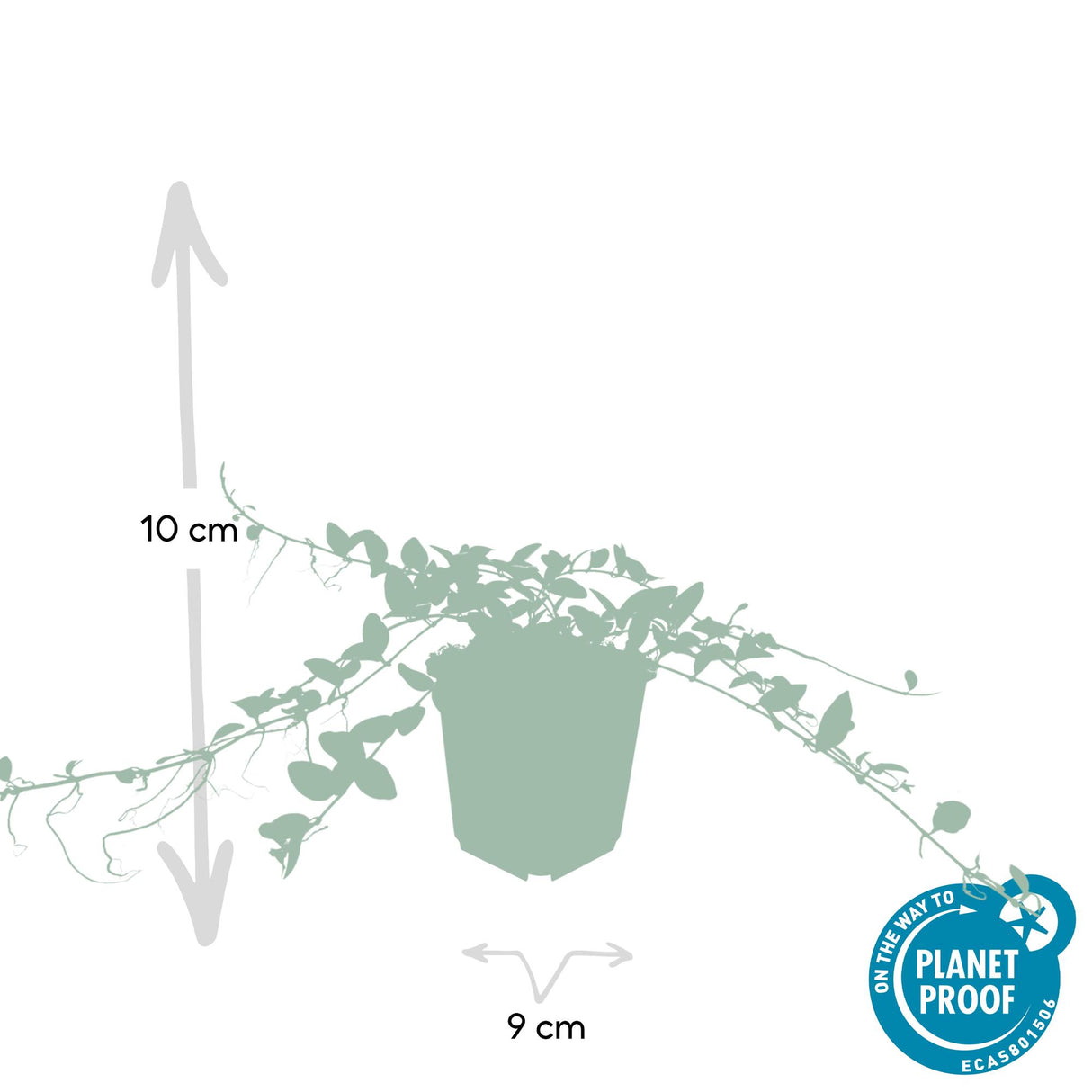 24x Vinca minor 'Alba' - ↕10-25cm - Ø9cm